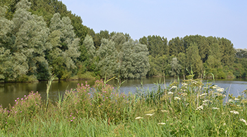 Groene omgeving bij een meer